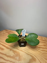 Load image into Gallery viewer, 101. Hoya Kerrii Variegated (inner)