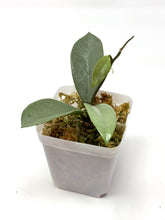 Load image into Gallery viewer, Hoya Wilbur Graves Silver B