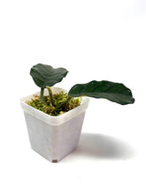 Load image into Gallery viewer, Hoya Villosa