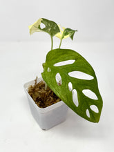 Load image into Gallery viewer, Monstera Adansonii Variegated C