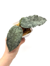 Load image into Gallery viewer, Hoya Caudata Silver Ghost