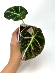 Alocasia Black Velvet Variegated C