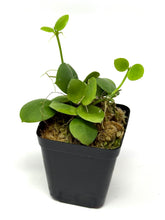 Load image into Gallery viewer, Dischidia Pectinoides X Cleistantha Pink Flower is