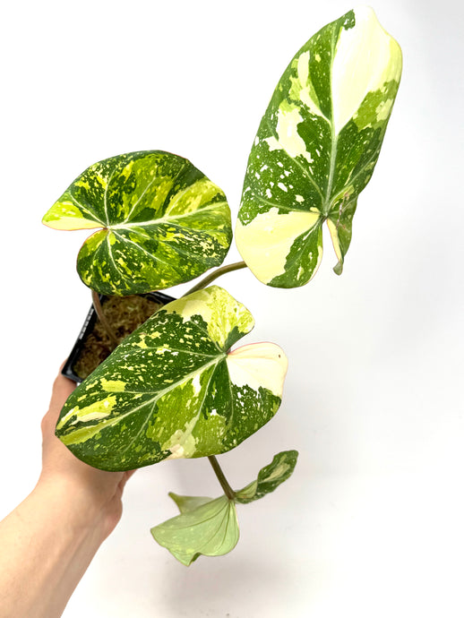 Philodendron Gloriosum Variegated C