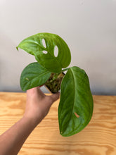 Load image into Gallery viewer, 104. Monstera Esqueleto