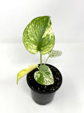 Load image into Gallery viewer, Monstera Deliciosa Mint Variegated