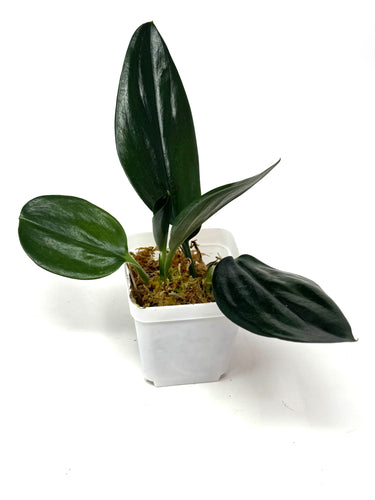 Scindapsus Treubii Dark Form
