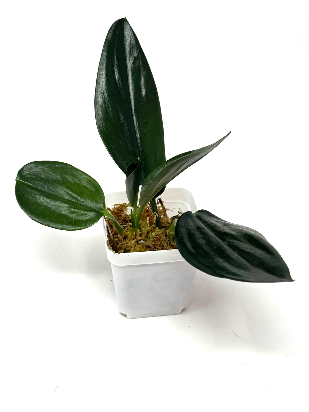 Scindapsus Treubii Dark Form