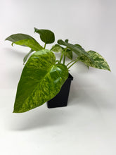 Load image into Gallery viewer, Philodendron Giganteum Blizzard