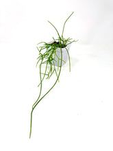 Load image into Gallery viewer, Rhipsalis Burchellii- Ships within Canada only