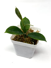 Load image into Gallery viewer, Hoya Magnifica
