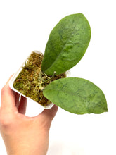 Load image into Gallery viewer, Hoya Forbesii Silver