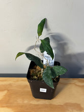 Load image into Gallery viewer, 287. Hoya Flagellata Splash