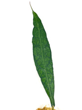 Load image into Gallery viewer, Hoya Clemensiorum