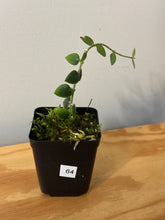 Load image into Gallery viewer, 64. Hoya Chinghungensis