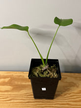 Load image into Gallery viewer, 79. Monstera Deliciosa Aurea Variegated