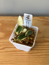 Load image into Gallery viewer, 307. Hoya Cumingiana Variegated