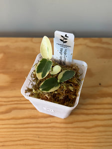 307. Hoya Cumingiana Variegated