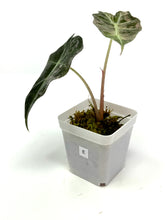 Load image into Gallery viewer, Alocasia Amazonica Variegated D