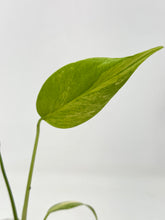 Load image into Gallery viewer, Monstera Deliciosa Aurea Variegated I