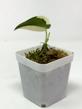 Load image into Gallery viewer, Scindapsus Mayari Variegated I