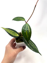Load image into Gallery viewer, Hoya Macrophylla ‘Pot of Gold’