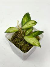 Load image into Gallery viewer, Hoya Walliniana Variegated