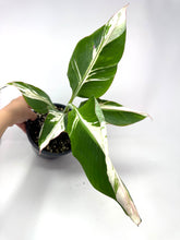 Load image into Gallery viewer, Musa Ae Ae Variegated Banana Tree (Ships within Canada only)