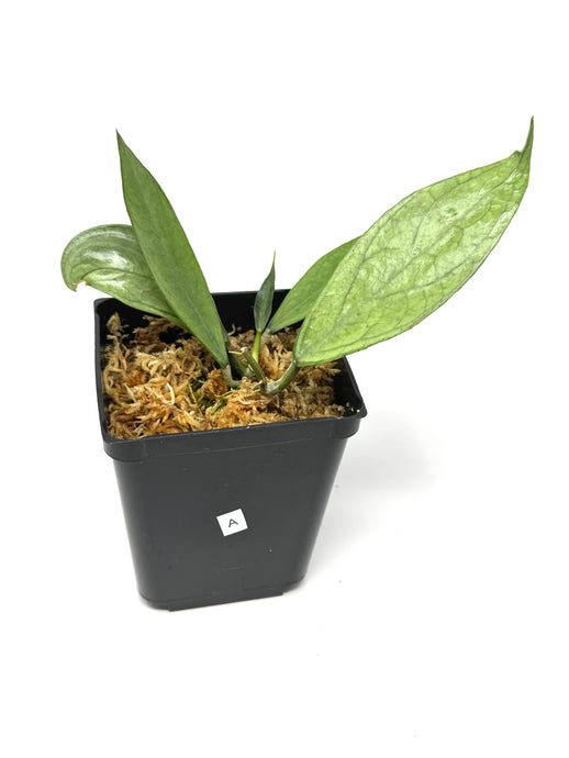 Hoya Germany Silver A