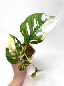 Monstera Adansonii Variegated H