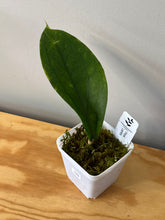 Load image into Gallery viewer, 105. Hoya Lambii