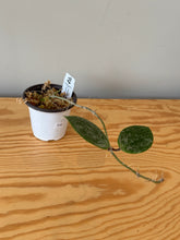 Load image into Gallery viewer, 316. Hoya Sweet Scent Splash