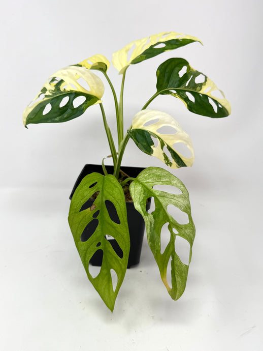 Monstera Adansonii Albo Variegated E