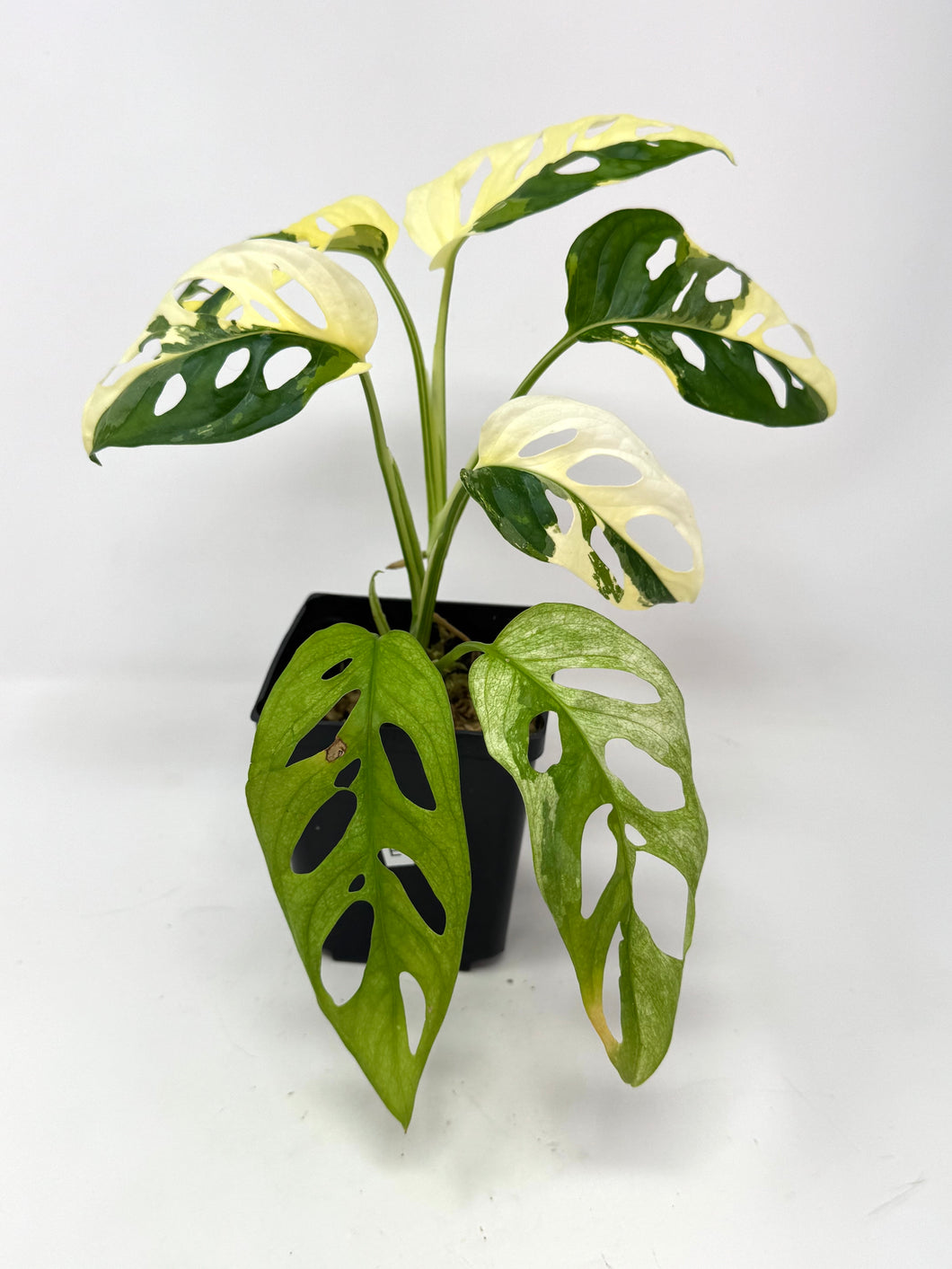 Monstera Adansonii Albo Variegated E
