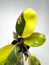 Load image into Gallery viewer, Philodendron Red Congo Variegated