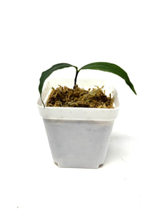 Hoya Liwa