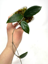 Load image into Gallery viewer, Hoya Vangviengiensis