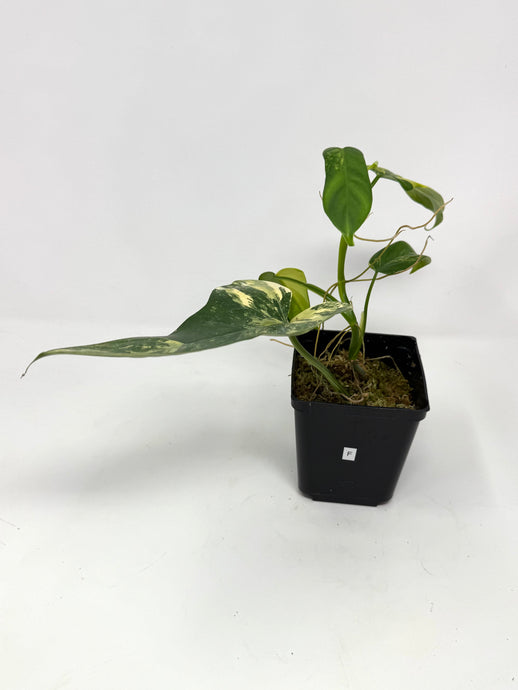 Philodendron Bipennifolium Violin Variegated F