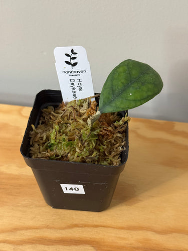 140. Hoya Deykeae