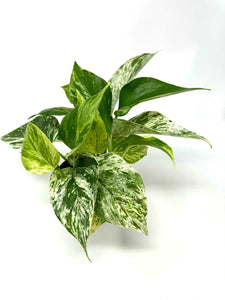 Epipremnum Aureum “Marble Queen”