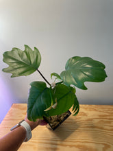 Load image into Gallery viewer, 68. Philodendron Mayoi