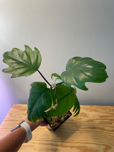 68. Philodendron Mayoi