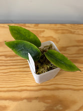 Load image into Gallery viewer, 147. Hoya Inflata