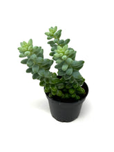 Load image into Gallery viewer, Sedum Morganianum ‘Burro’s Tail’