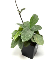 Load image into Gallery viewer, Hoya Carnosa ‘Argentea Princess’ M