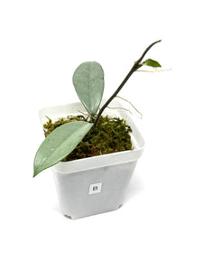 Hoya Wilbur Graves Silver B