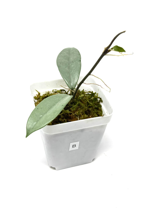 Hoya Wilbur Graves Silver B