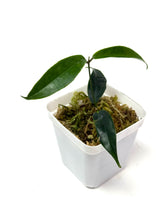 Load image into Gallery viewer, Hoya Chloranthae