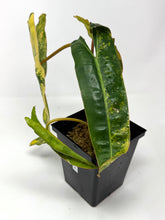 Load image into Gallery viewer, Philodendron Billietiae Variegated B