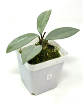 Load image into Gallery viewer, Hoya Wilbur Graves Silver C